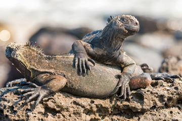 Fototapeta premium Marine Iguana on Galapagos Islands