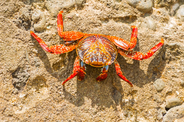 Sally Lightfoot crab on Galapagos Islands