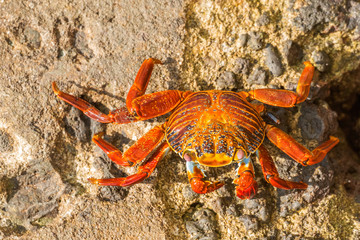 Sally Lightfoot crab on Galapagos Islands