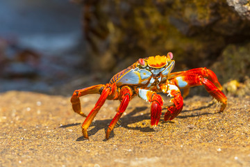 Sally Lightfoot crab on Galapagos Islands