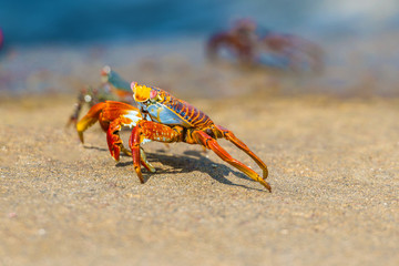 Sally Lightfoot crab on Galapagos Islands