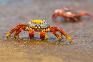 Sally Lightfoot crab on Galapagos Islands