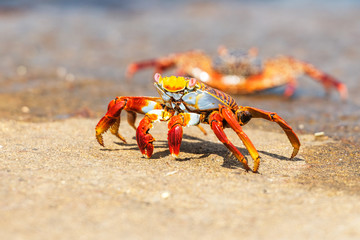 Fototapeta na wymiar Sally Lightfoot crab on Galapagos Islands