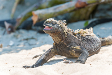Marine Iguana on Galapagos Islands