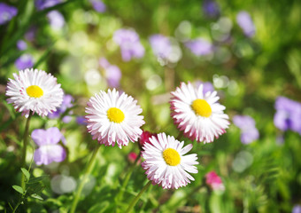 Obraz premium Spring garden flowers
