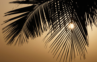 silhouette of palm tree leaves at sunrise