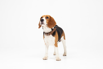 Beagle dog isolated on white background