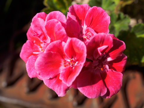 This beautiful geranium,