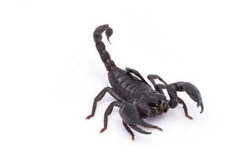 Heterometrus longimanus back scorpion.Emperor Scorpion, Pandinus