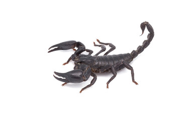 Heterometrus longimanus back scorpion.Emperor Scorpion, Pandinus