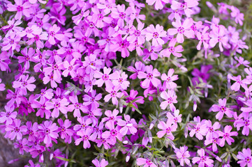 Fototapeta premium Pink or purple small flowers. Aubrieta cultorum. vegetable background, texture