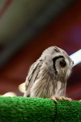 Owl animal closeup portrait outdoor