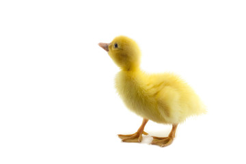 little baby duck