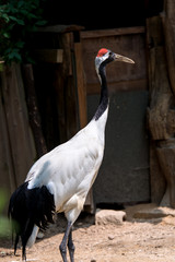 red crowned crane © Dialogue Frame