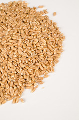 Spelt grain