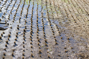 dry rice fields after harvest