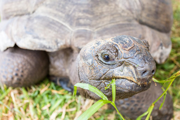 gros-plan sur la tortue des Seychelles 