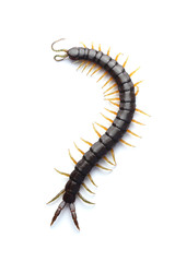 Scolopendra isolated on white