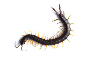 Scolopendra isolated on white