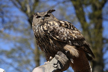 owl