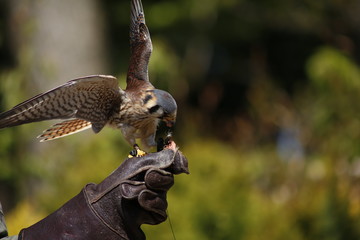 falcon