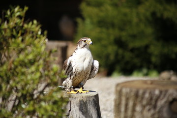 falcon