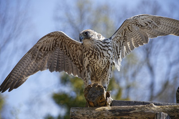 falcon