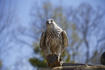 falcon