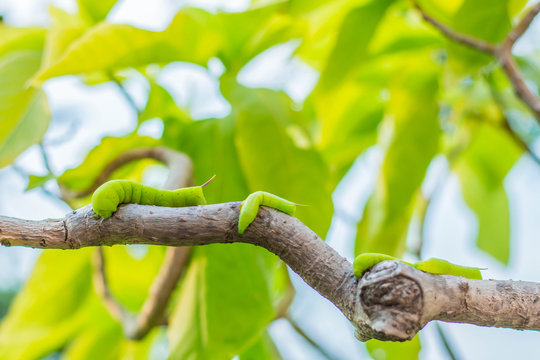 Worm many branches