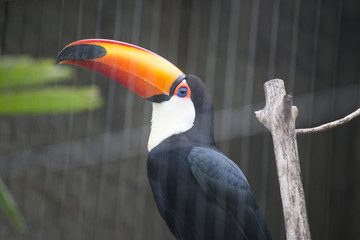 hornbill bird on branch in a cage