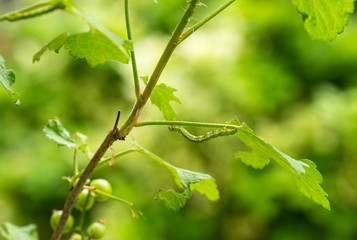 Sawfly caterpillars on red currant plant / Cimbus connatus