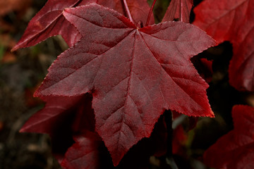 Red Autumn Leaves
