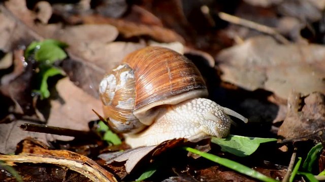 snail eats green leaf close-up