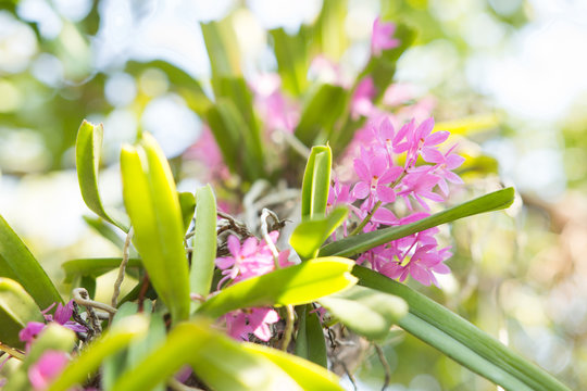 Beautiful Wild Flower Orchid, Ascocentrum Or Vandaceous Orchid,R