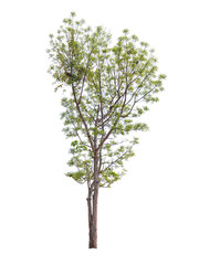 A big tree isolated on white background