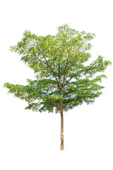 A big tree isolated on white background
