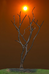 Global warming concept. Dark and burned of dead tree on twilight sky with sunset background . Wildfires concept. Silhouette of dead tree.