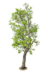 Obraz premium Tree, Isolated Tree on white background, Tree object element for