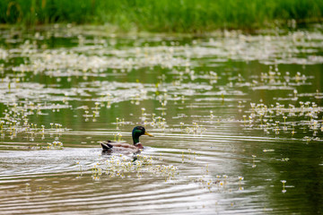 Mallard Duck Anas platyrhynchos, male on pond