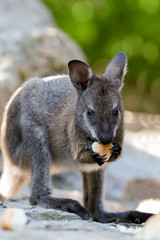 Closeup of a Red-necked Wallaby baby