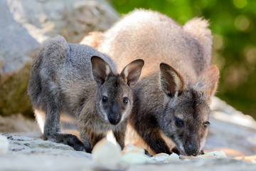 Fototapeta premium Closeup of a Red-necked Wallaby baby with mother