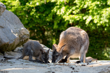Closeup of a Red-necked Wallaby baby with mother