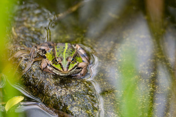 perfectly masked Edible frog in water