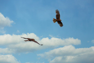 The western marsh harrier male and female