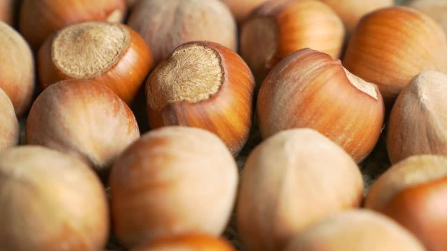 Hazelnut filbert close-up 4K UHD 3840X2160 footage - Hazelnut filbert 4K 2160p UHD natural video background