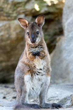 Closeup of a Red-necked Wallaby baby