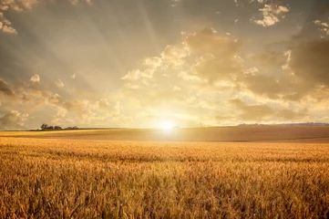 Foto auf Acrylglas Land Golden wheat field
