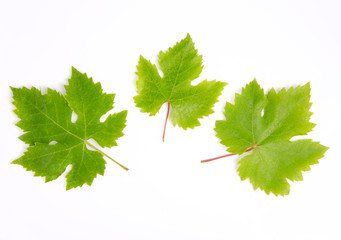 Grapes leaves