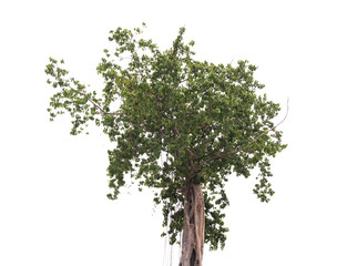 Obraz premium tree isolated on white background