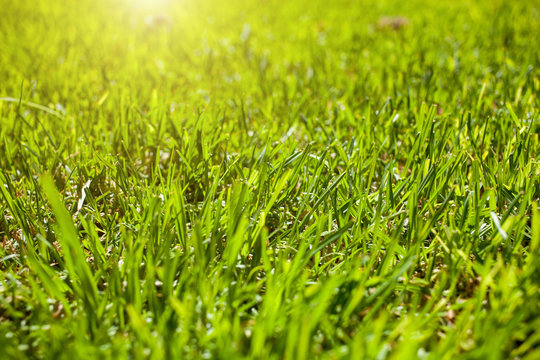 background made of green grass